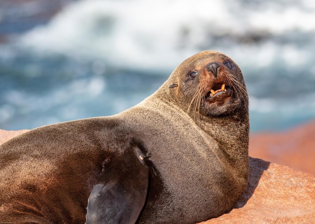 Photo fur seal basking