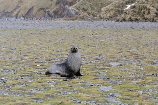 Fur seal on beach