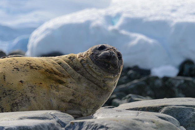 Fur seal close up