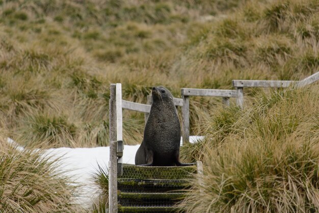 Fur seal on the grass