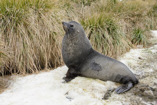 Fur seal on the grass