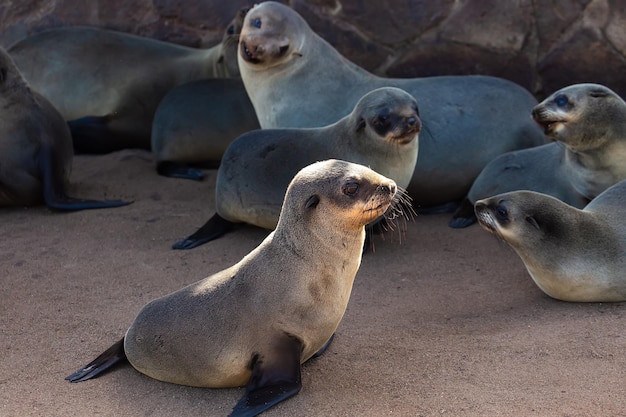 Fur seals at Cape Cross on the southwest coast of Africa in Namibia
