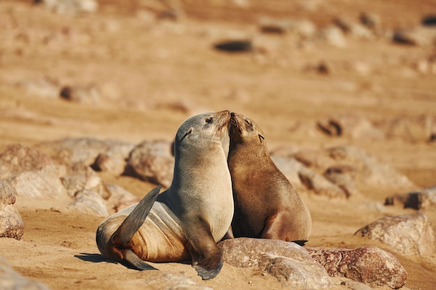 Fur seals is on the beach outdoors in the wildlife