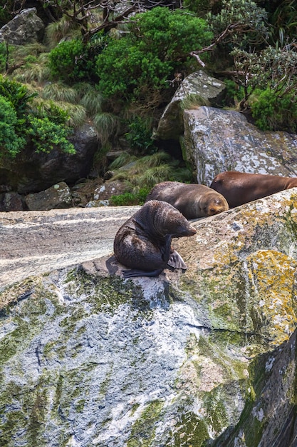 フィヨルドランド国立公園ニュージーランドの岩の上のオットセイ