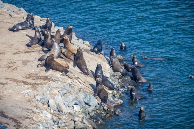 Fur Seals in the USA swimming on a sunny day