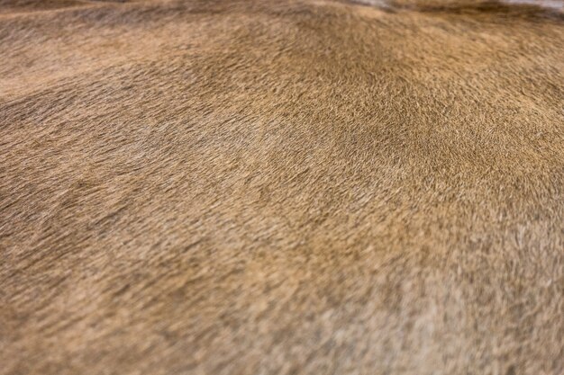 Fur texture background