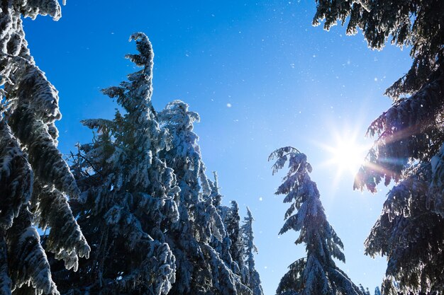 Fur trees crowns covered with snow in winter forest