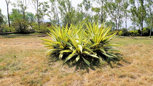 Furcraea foetida, также известная как маврикийская конопля, гигантская кабуя, зеленое алоэ, магей, сизаль.