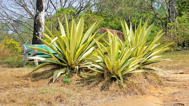 Photo furcraea foetida also known as mauritius hemp giant cabuya green aloe maguey sisal