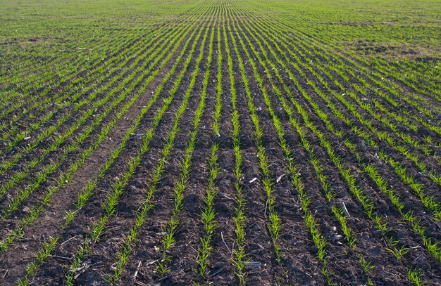 Furrows in a cultivated field La Pampa Province Argentina