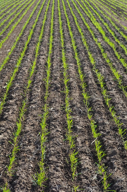 Furrows in a cultivated field La Pampa Province Argentina