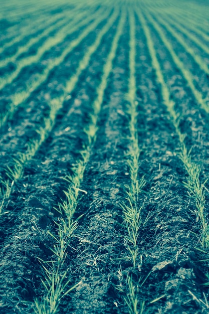 Furrows in a cultivated field La Pampa Province Argentina