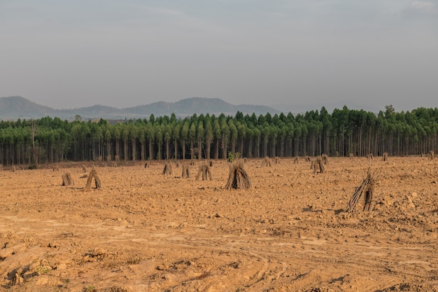 Furrows rij patroon in veld voorbereid voor het planten van gewassen.