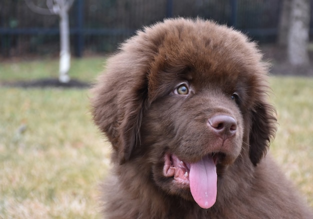 Furry brown Newfoundland puppy dog with his tongue hanging out