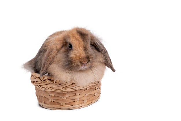 Furry brown rabbit, long ears and cute shubby round body Sitting in a wicker basket