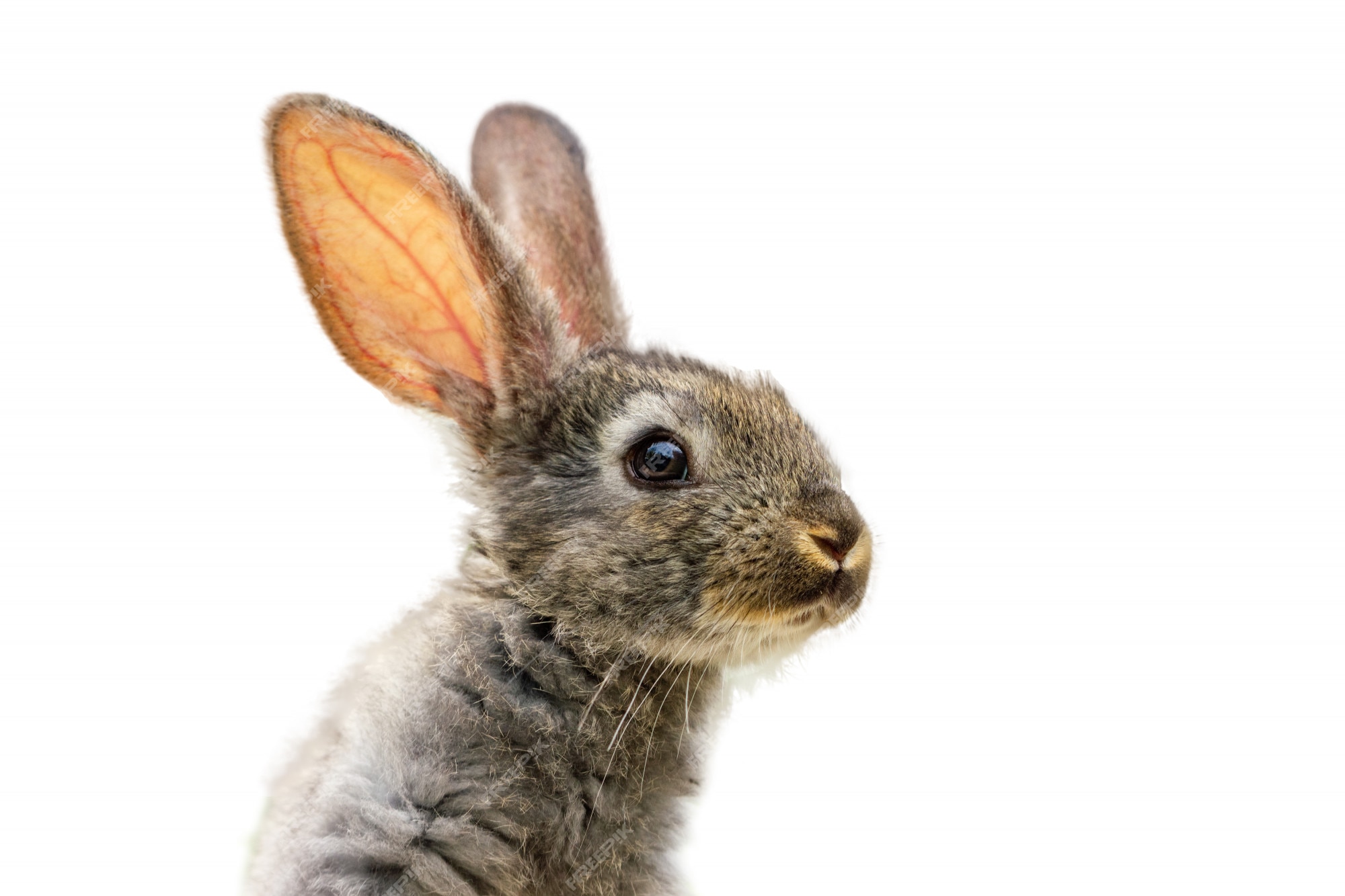 Funny Rabbit Images - Free Download on Freepik
