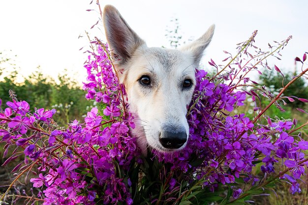 Furry dog near bright flowers at nature