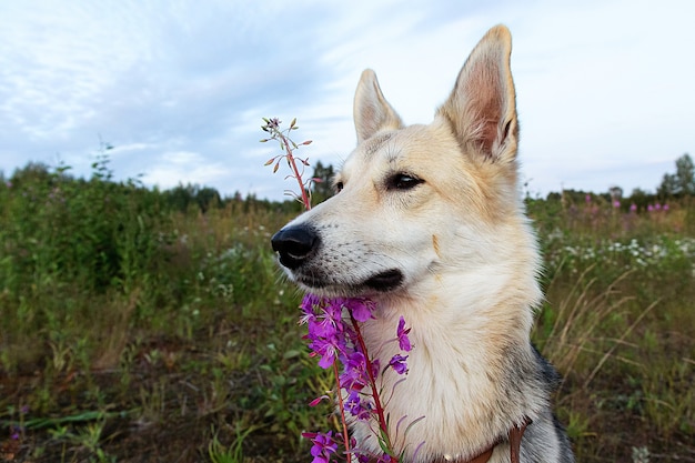 Furry dog near bright flowers at nature