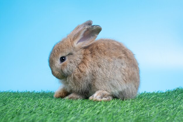 Furry and fluffy cute Black rabbit is sitting on green grass