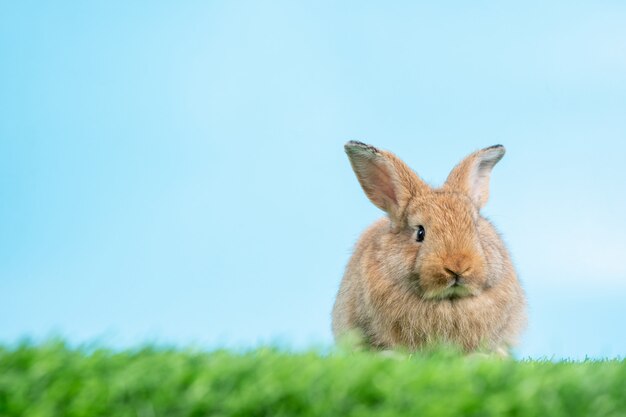모피와 솜털 귀여운 검은 토끼는 녹색 잔디에 두 다리에 서있다