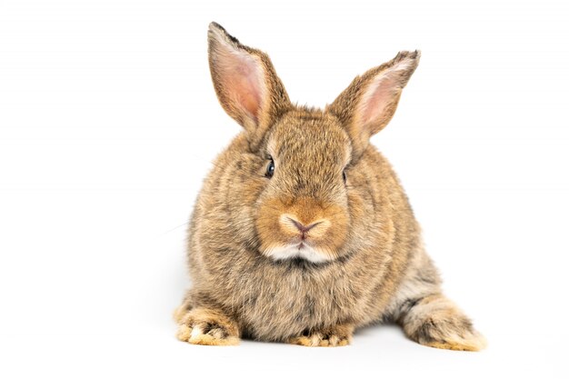 Furry and fluffy cute red brown rabbit erect ears are sitting look in the camera,