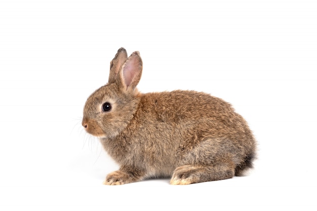 Furry and fluffy cute red brown rabbit erect ears are sitting