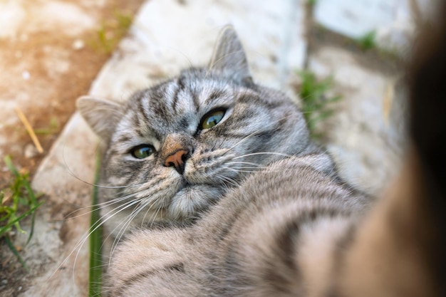 Furry grey cat takes a selfie lying down