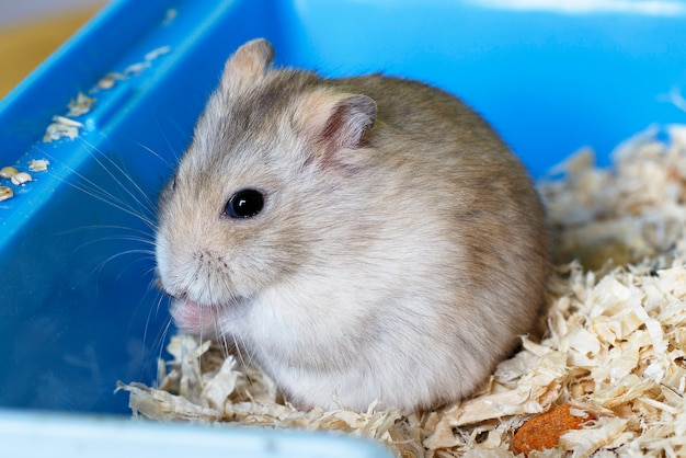 Furry hamster eatsand sits on sawdust