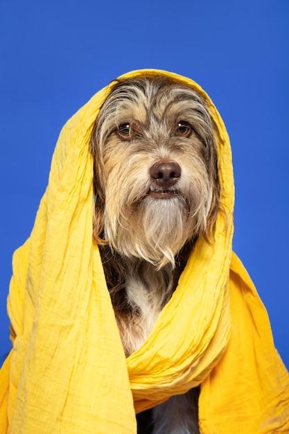 Furry puppy with a scarf on his head on a blue background