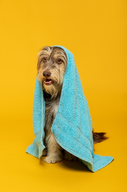 Furry puppy with a towel on his head on a yellow background