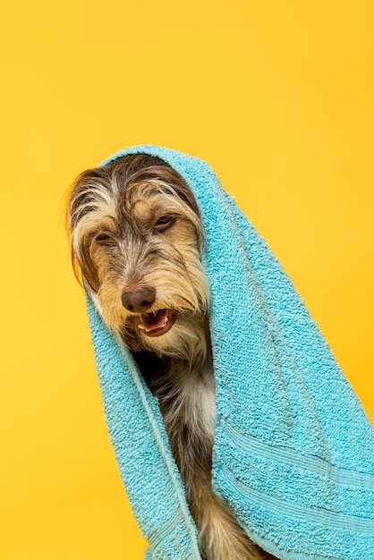 黄色の背景に頭にタオルを持った毛皮のような子犬