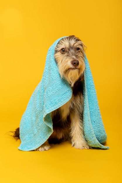 Furry puppy with a towel on his head on a yellow background