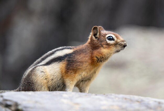 Furry squirrel captured in a charming forest setting wildlife photography