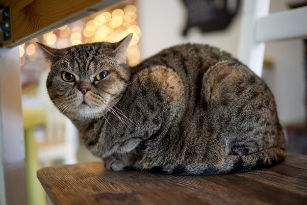 A furry striped cat sits on a chair and tries to hit someone with a clawed paw