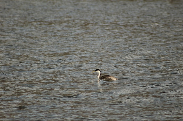 Futen in het water