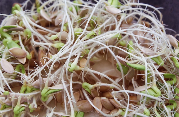 Photo future harvest time background of germinated cucumber seeds closeup