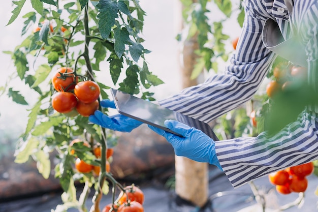 Futuristic businessman farms vegetables and crops using modern AI technology using mobile phones temperature and humidity sensors water tracking climate control holographic data data icons