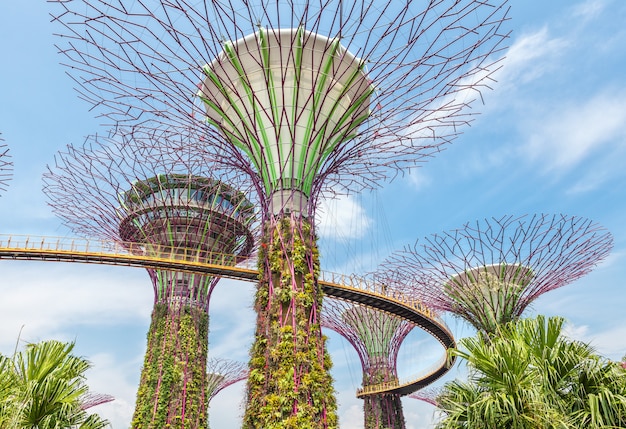 Photo futuristic super trees in the center of singapore in gardens by the bay.