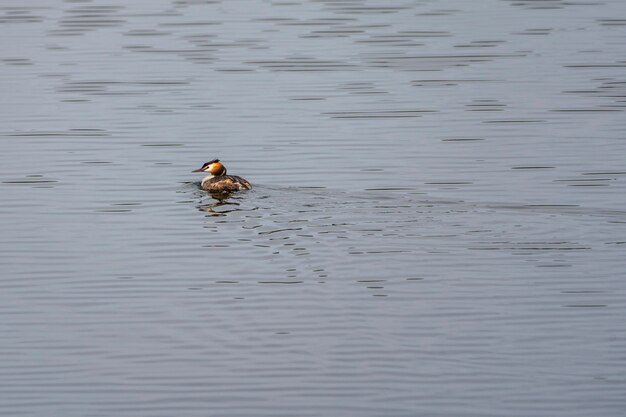 Fuut in het water