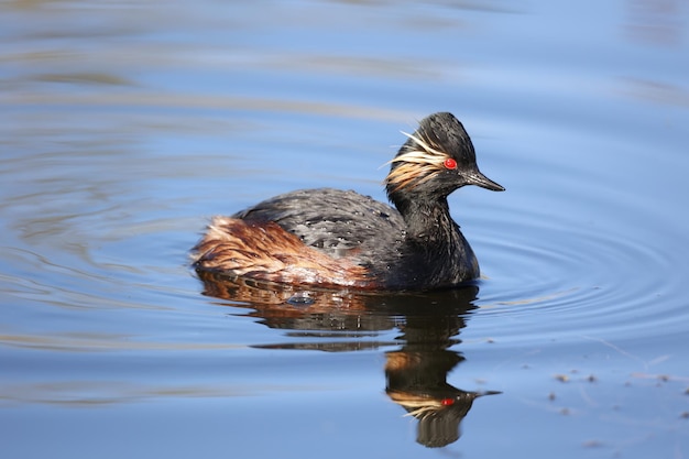 Fuut met zwarte hals zwemmen op een meer in felle lentezon