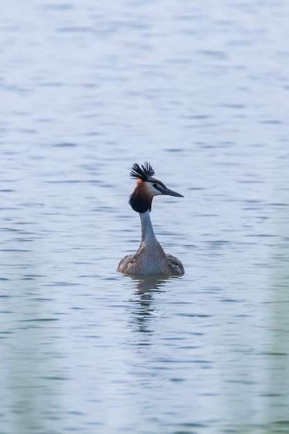 Fuut op het water Podiceps cristatus