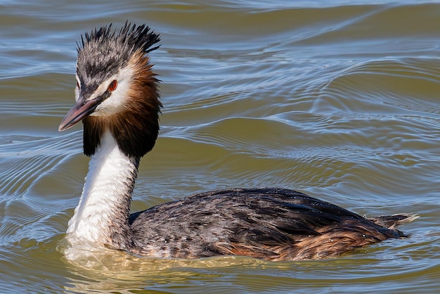 Fuut Podiceps cristatus staat bekend om zijn uitgebreide gemeenschappelijke paringsvertoning in Aiguamolls Emporda Girona, Spanje