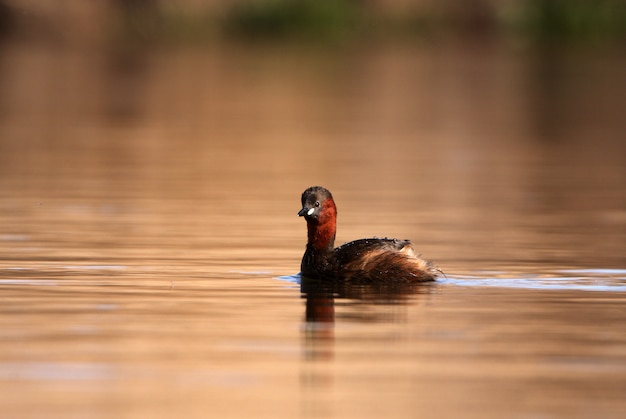 Fuut, vogel, Tachybaptus ruficollis, fuut, eend