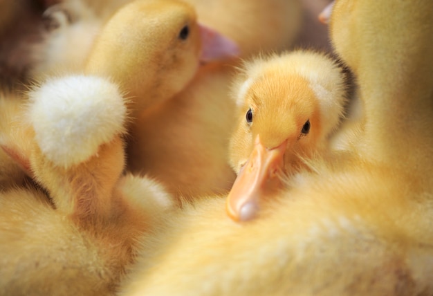 Fuzzy baby eendjes