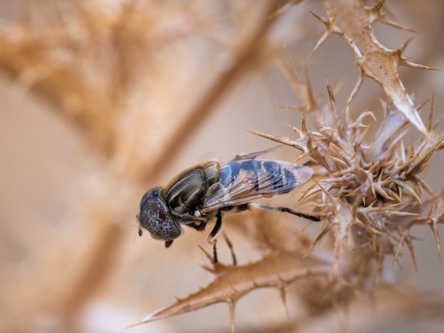 Fy op een droge plant