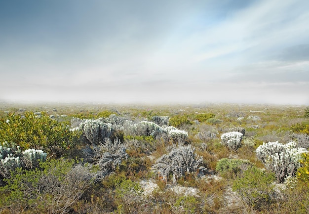 Fynbos of Western Cape Fynbos in Table Mountain National Park Cape of Good Hope South Africa