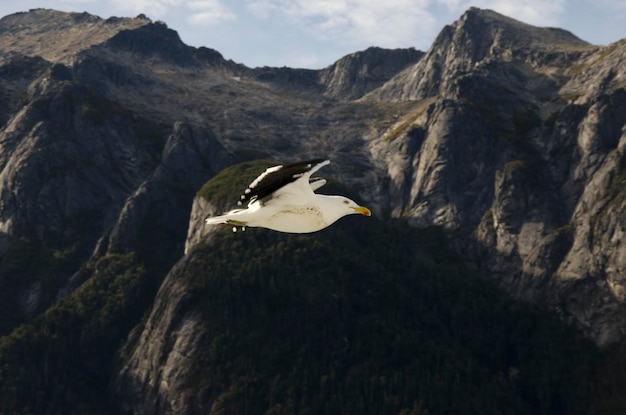 gabiota in profile flying with mountain and stone background