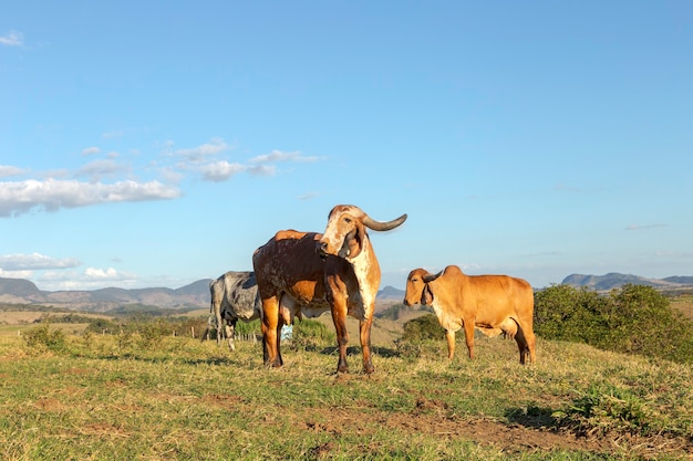 Gado in pastagem de fazenda de Guarani