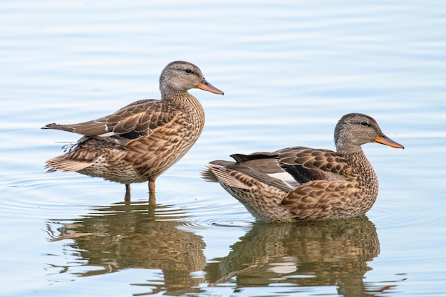 Gadwall Mareca strepera は、スペイン ジローナの aiguamolls de emporda で泳ぐ一般的なアヒルです。