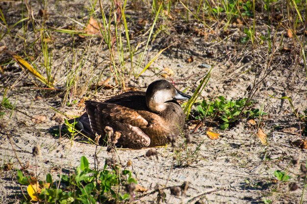 모래에 gadwall (Mareca strepera)입니다. 야말.